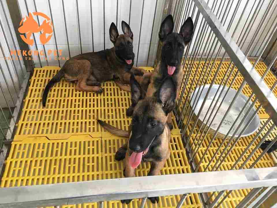 Giá Chó Béc Bỉ Con, Becgie Bỉ Trưởng Thành Hiện Nay Bao Nhiêu?